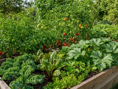 KnowTheYard Plant Health Desk, Editorial review lane for pests, diseases, toxicity, and troubleshooting guidance