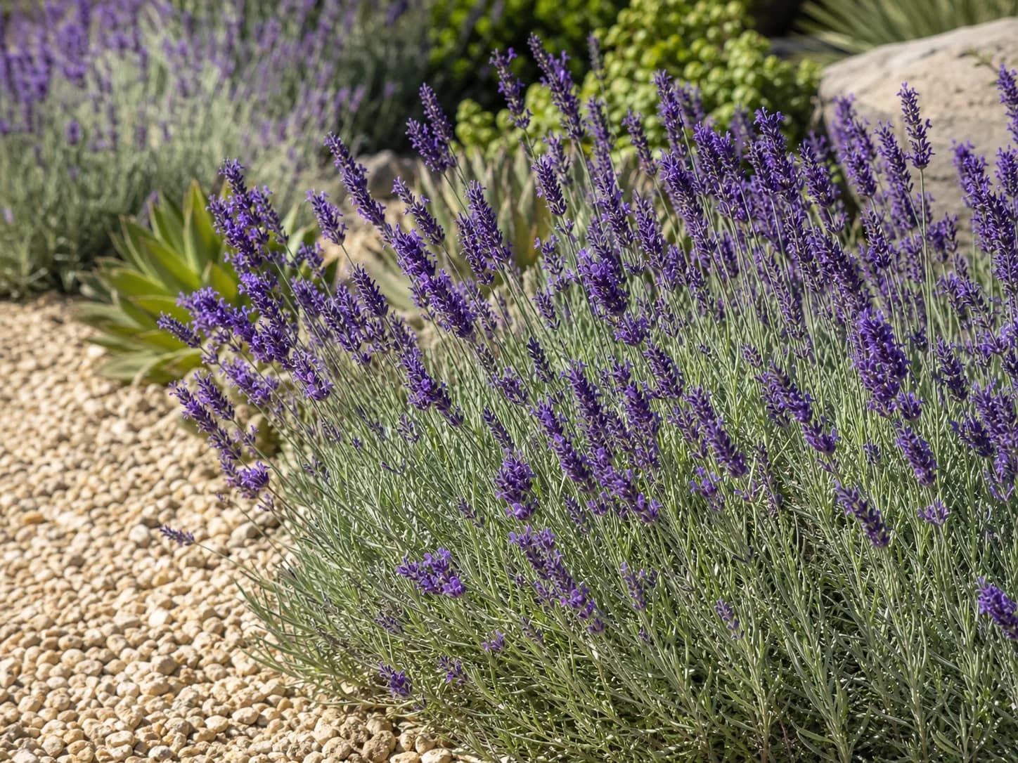 Lavender plant