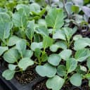 Brassicas