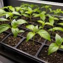 Hot Peppers