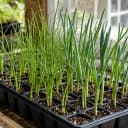 Onions and Leeks