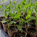 Sweet Peas