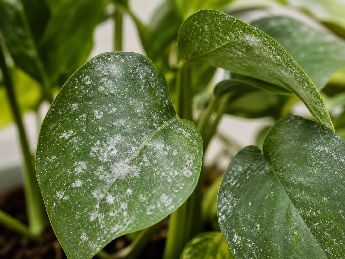 closeup comparison of powdery mildew, insect specks, and hard water spots on plant leaves