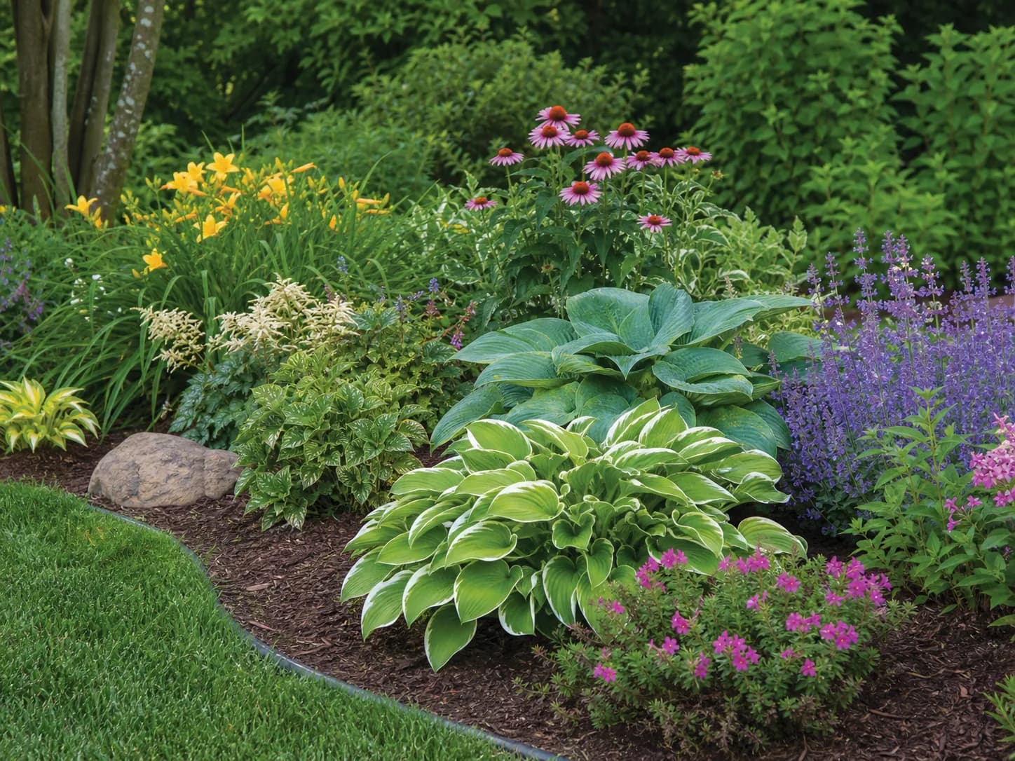 Patriot Hosta