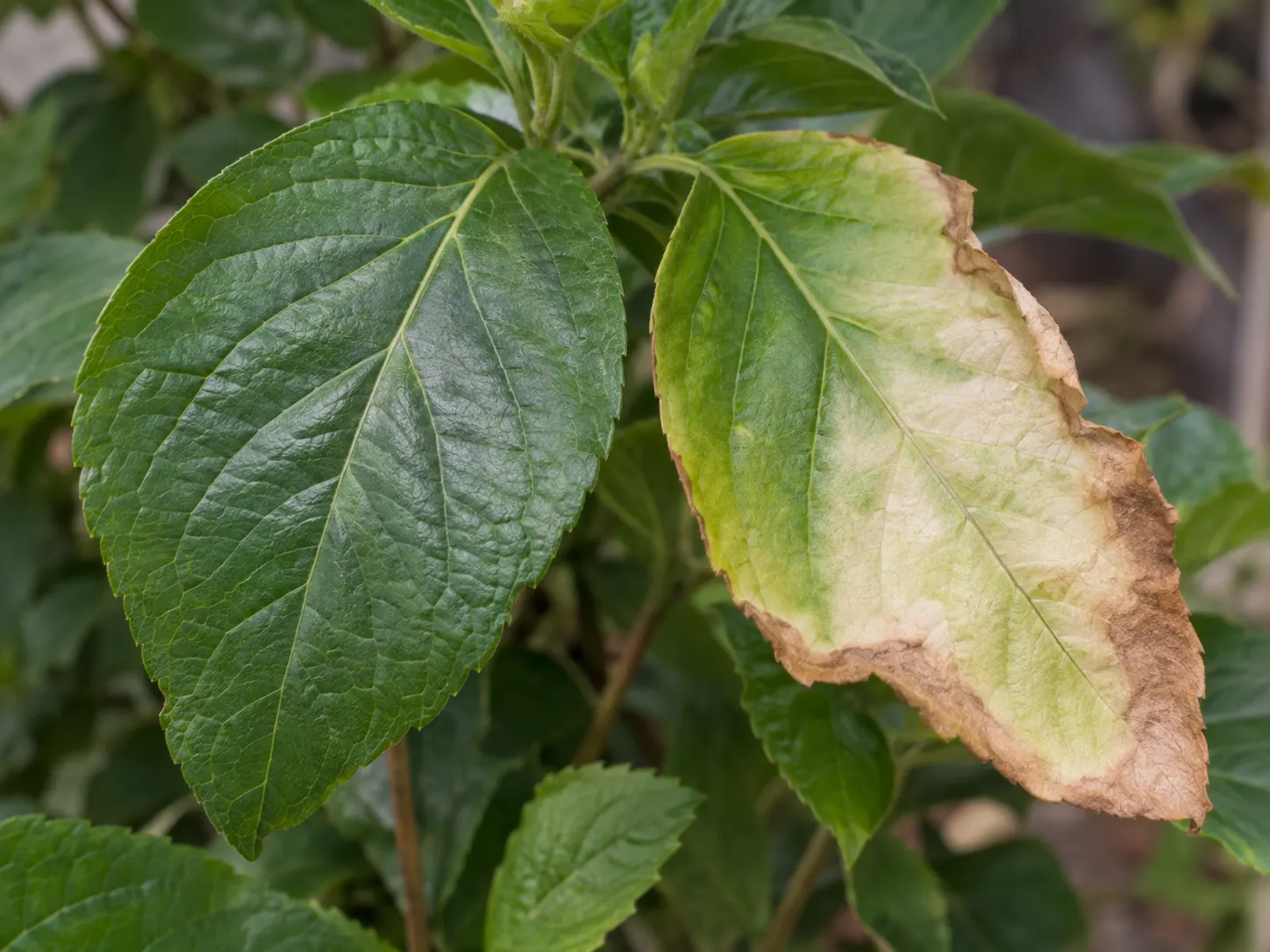 Healthy green leaf beside a leaf with a pale bleached center and crisp tan sunscorched margin