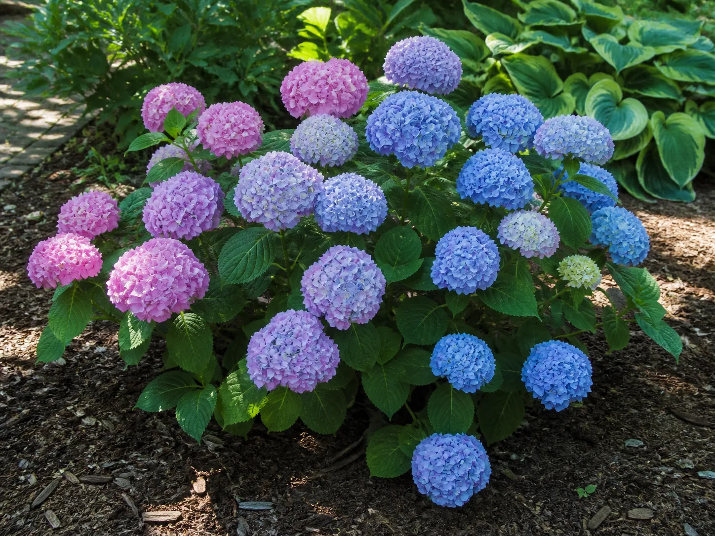 Endless Summer Hydrangea plant