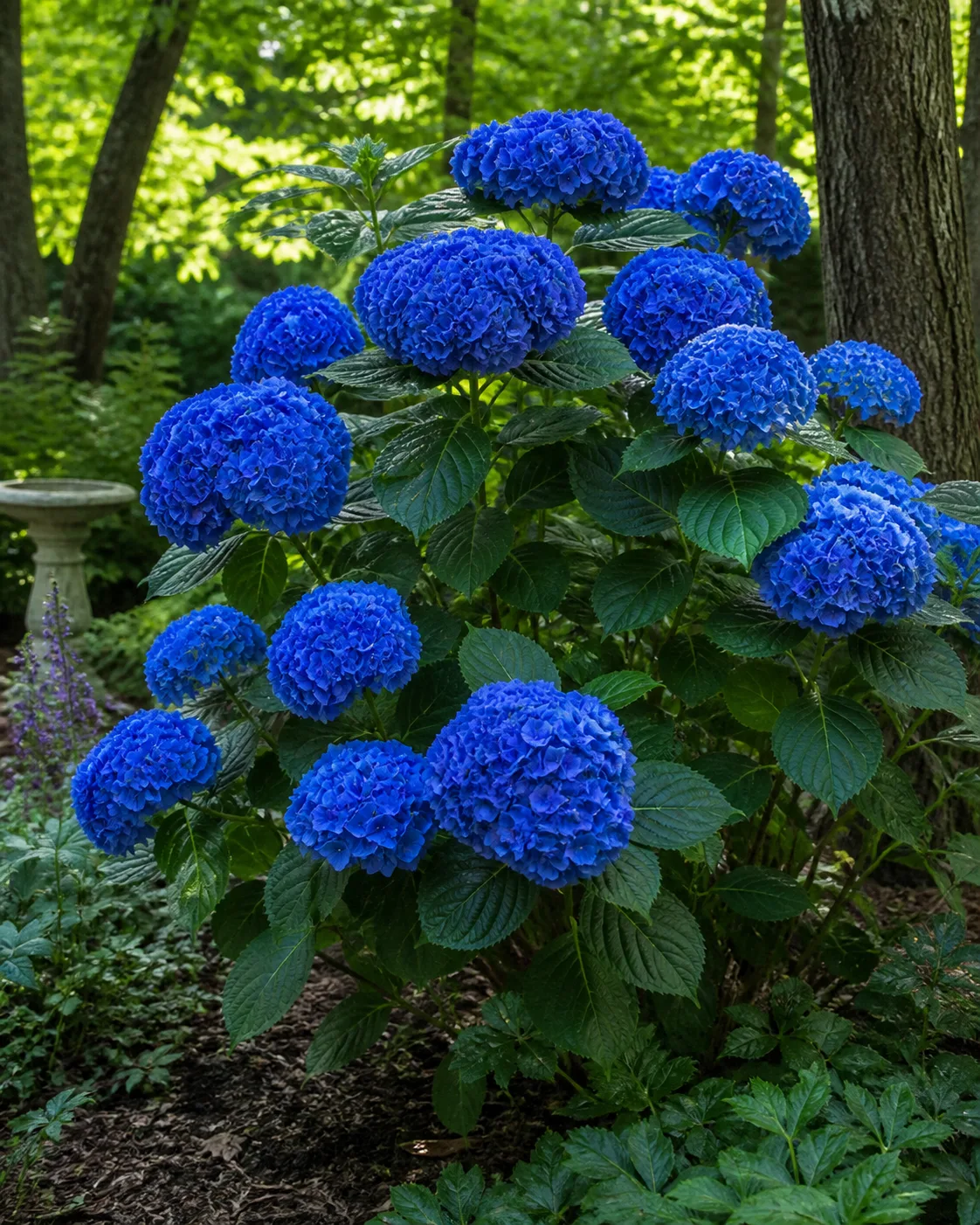 Nikko Blue Hydrangea plant