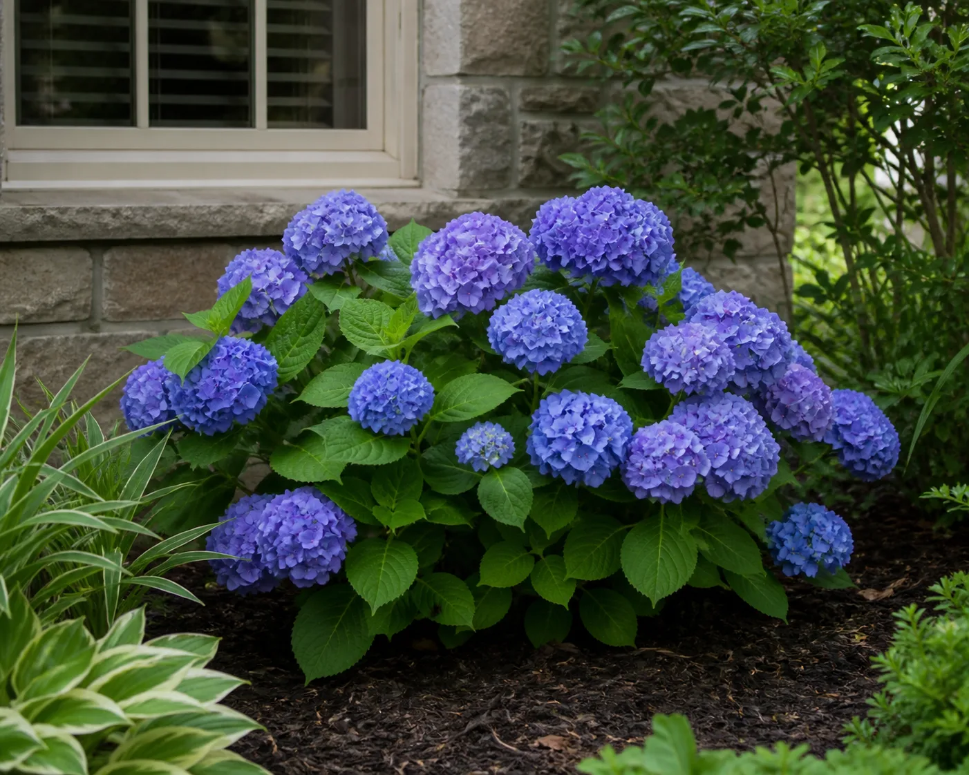 Hydrangea Endless Summer plant