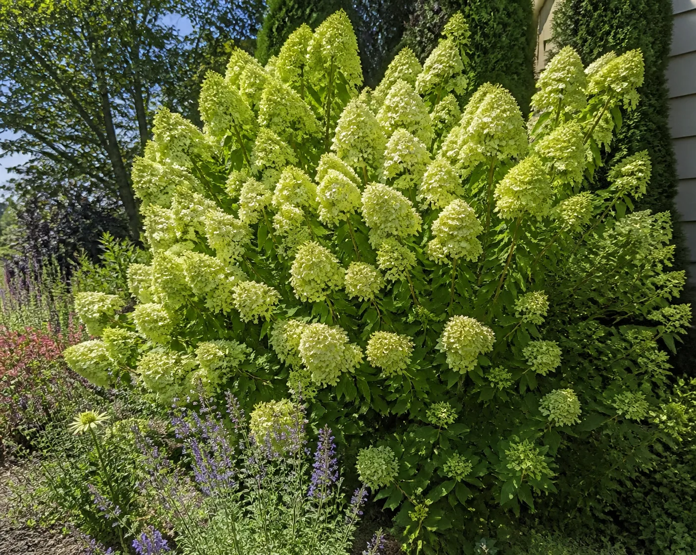 Limelight plant