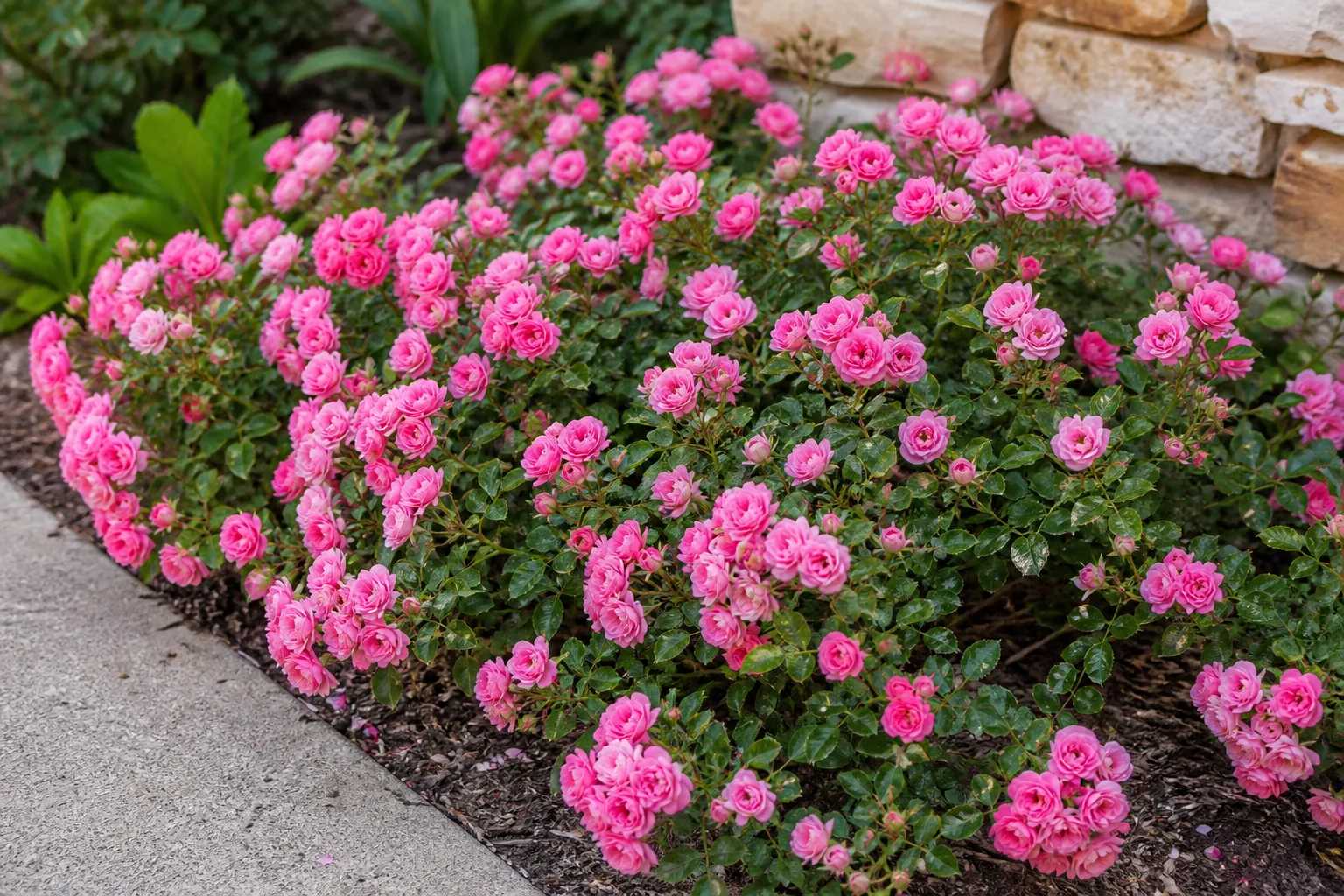 Drift Rose plant