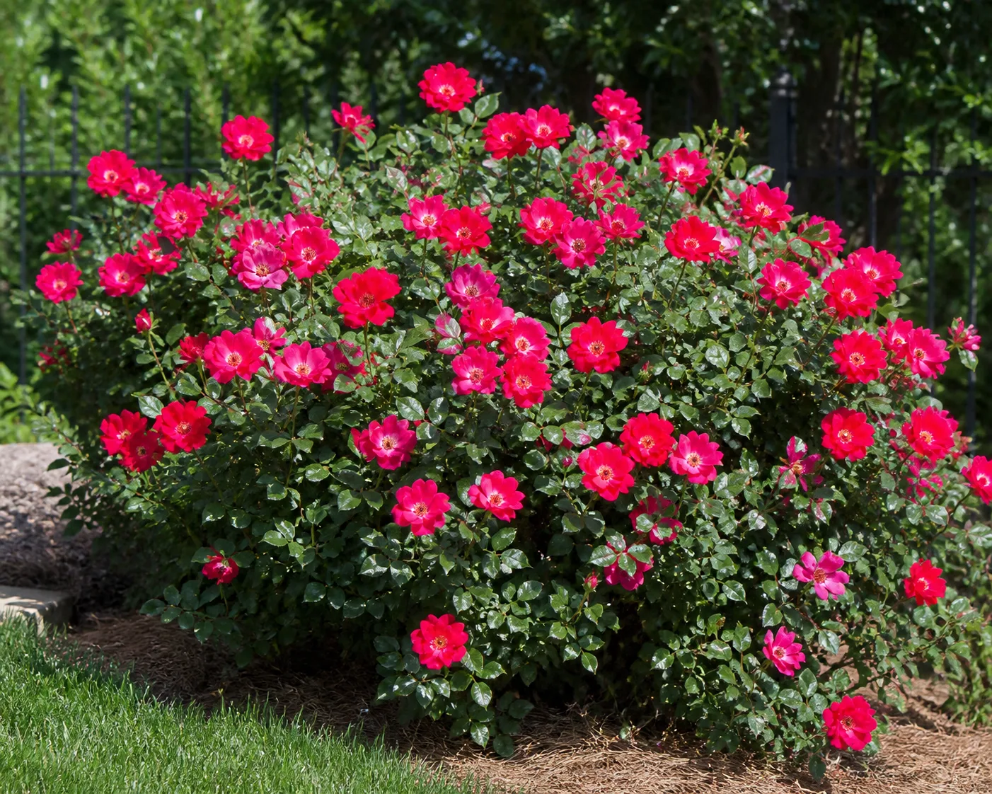 Knock Out Rose plant