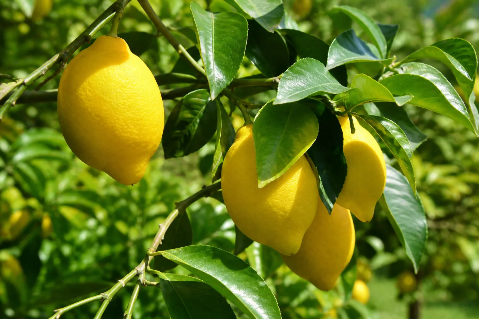 Lemon Tree plant