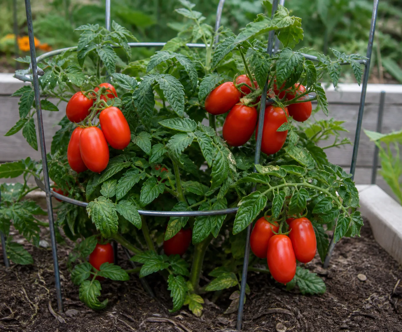 A compact caged Roma tomato plant with clusters of oval plum-shaped red tomatoes