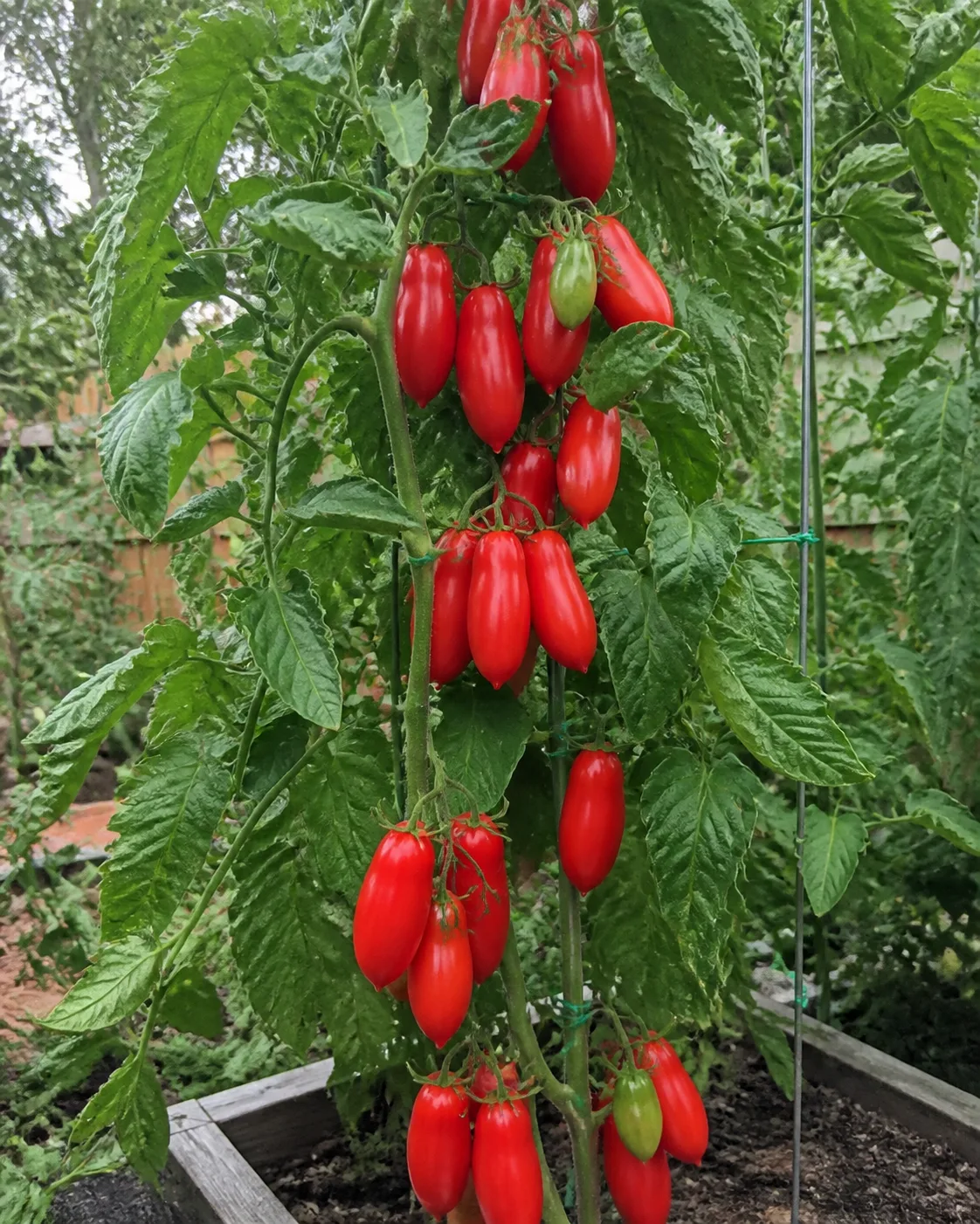 A tall trellised San Marzano tomato vine with long, narrow, pointed plum tomatoes hanging in clusters