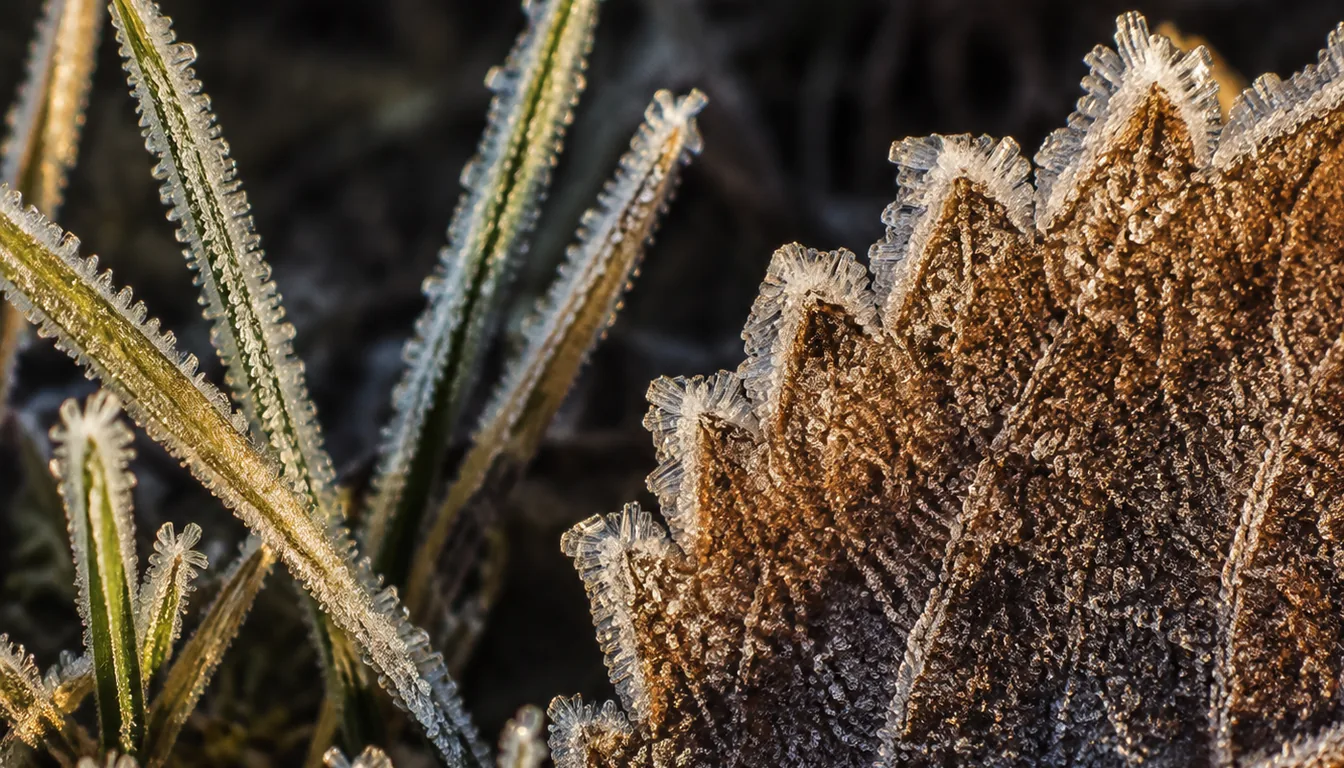White frost crystals outlining grass blades and a fallen leaf in low morning sunlight