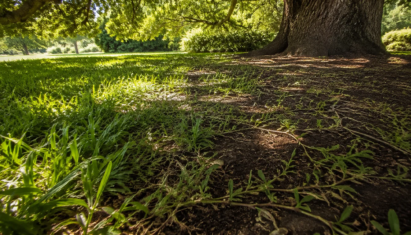 Sparse broad-bladed grass and exposed runners near a large tree, with denser grass toward the sunlit edge