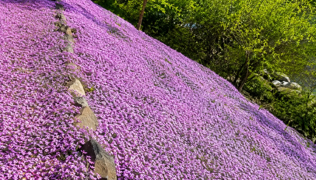 A steep sunny bank covered by a continuous mat of small purple flowers