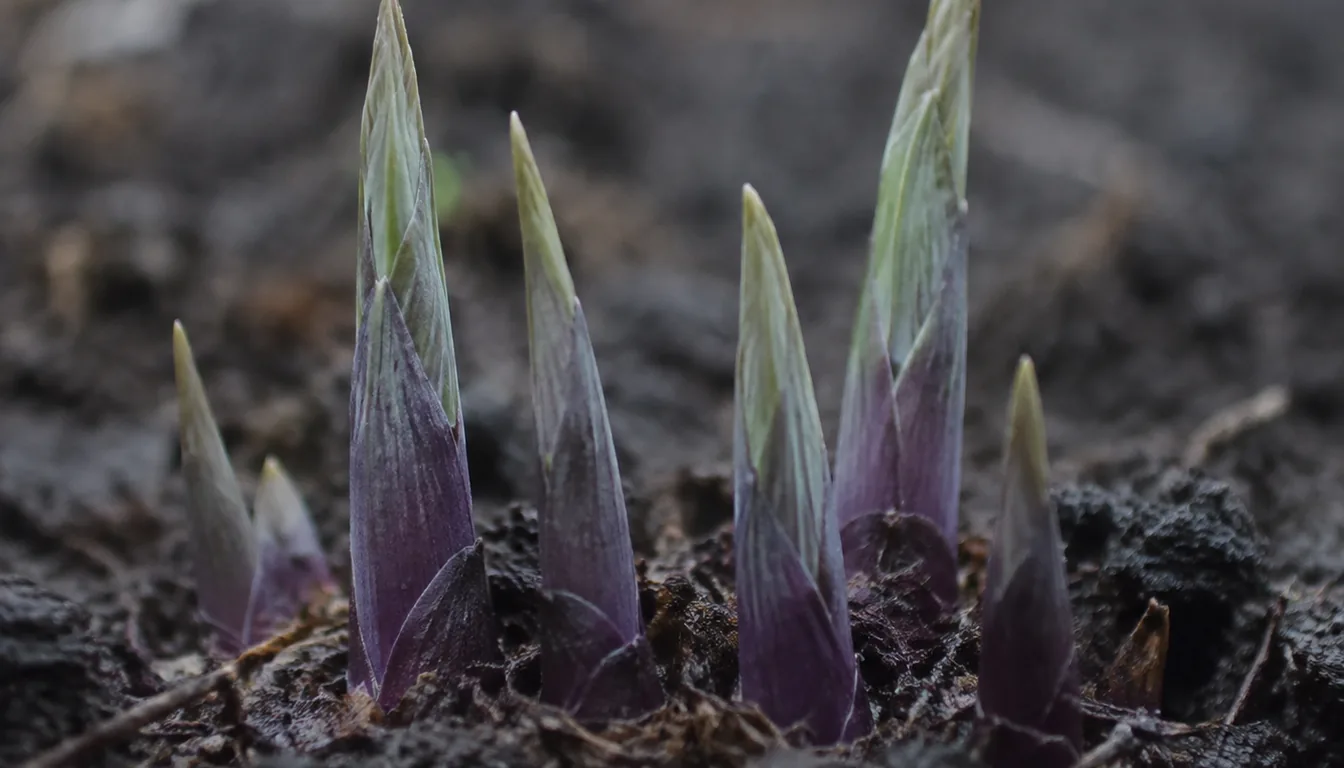 Pointed purple and green hosta eyes emerging from moist spring soil before the leaves open