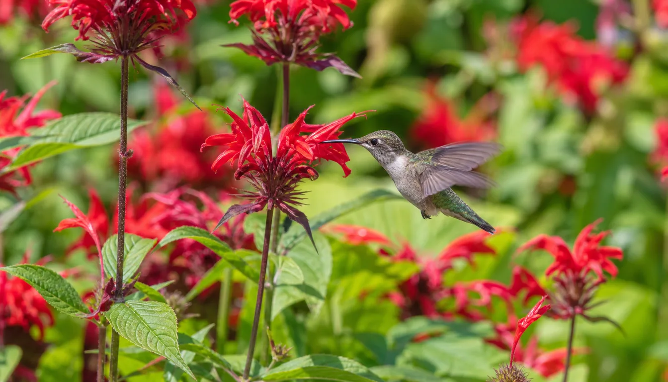 A hummingbird feeding at a narrow tubular red salvia flower in a sunny garden bed