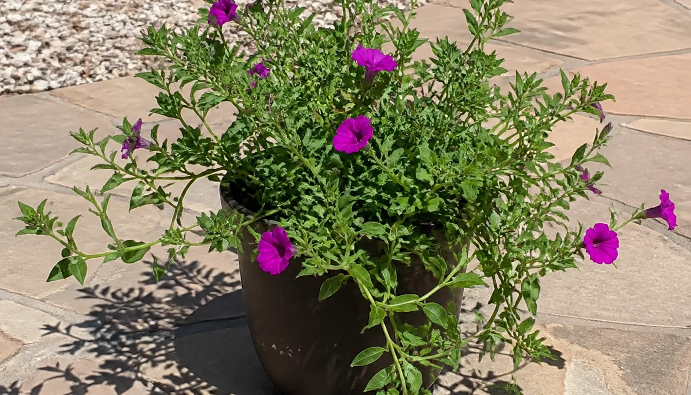 Petunias in a patio container during a heat wave, stretched and leggy with only a few open flowers but with every leaf clean, green and undamaged