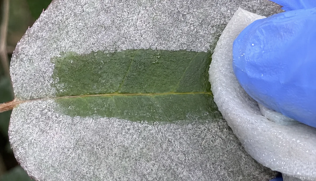 A gloved hand wiping a damp cloth in a broad stripe across a rose leaf coated in dusty white powdery growth, revealing green leaf underneath while the coating stays thick either side