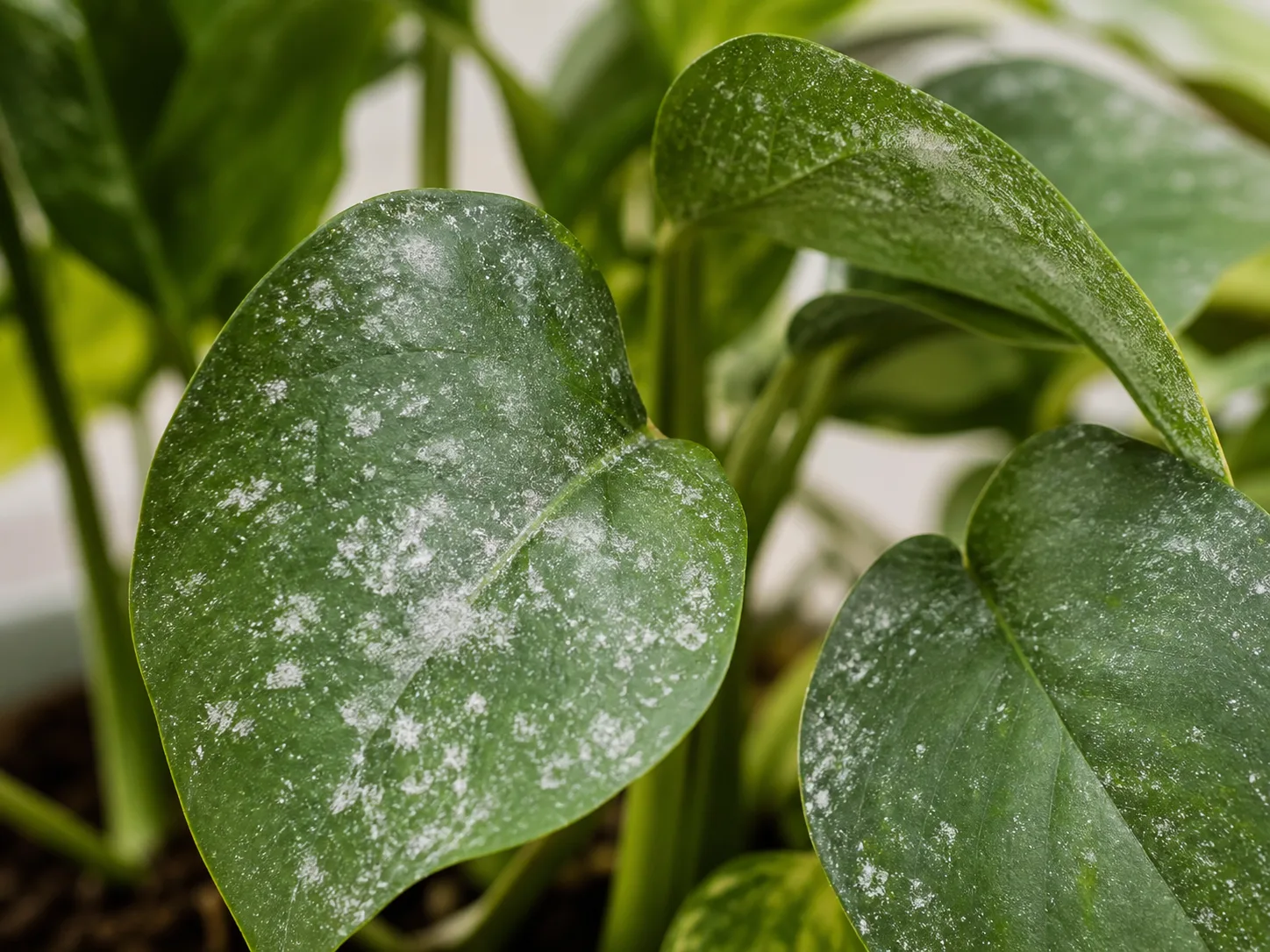 closeup comparison of powdery mildew, insect specks, and hard water spots on plant leaves