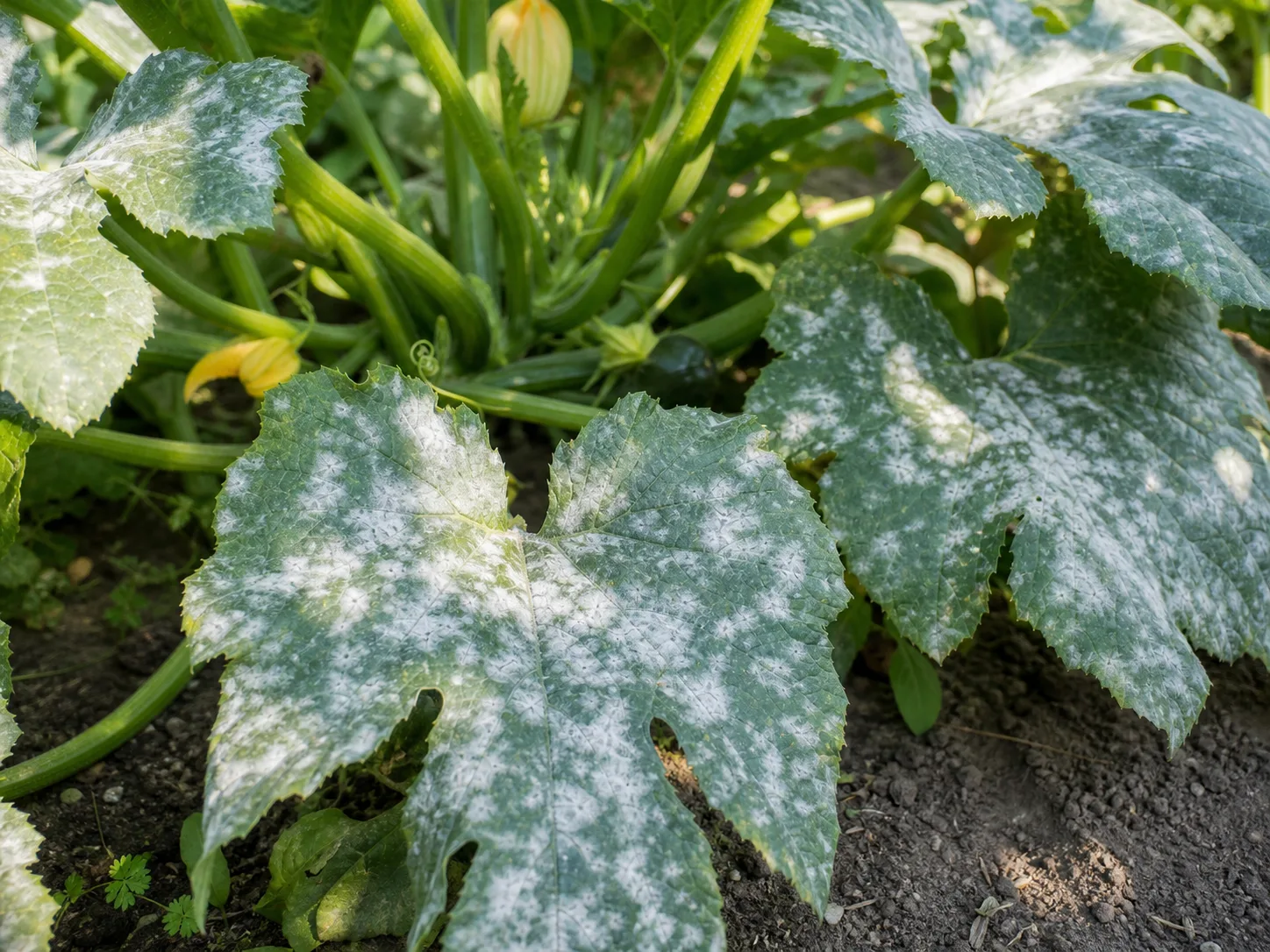 powdery mildew as white coating on squash or zucchini leaves