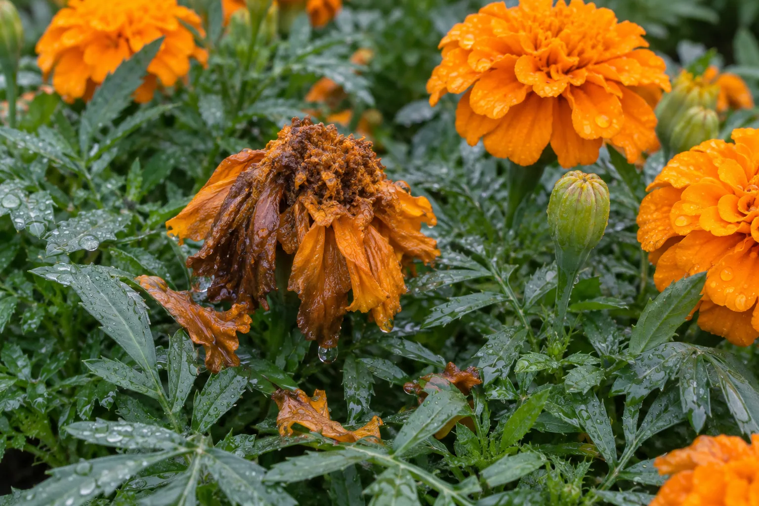 Rain-soaked brown marigold flower collapsing into green foliage beside healthy orange blooms