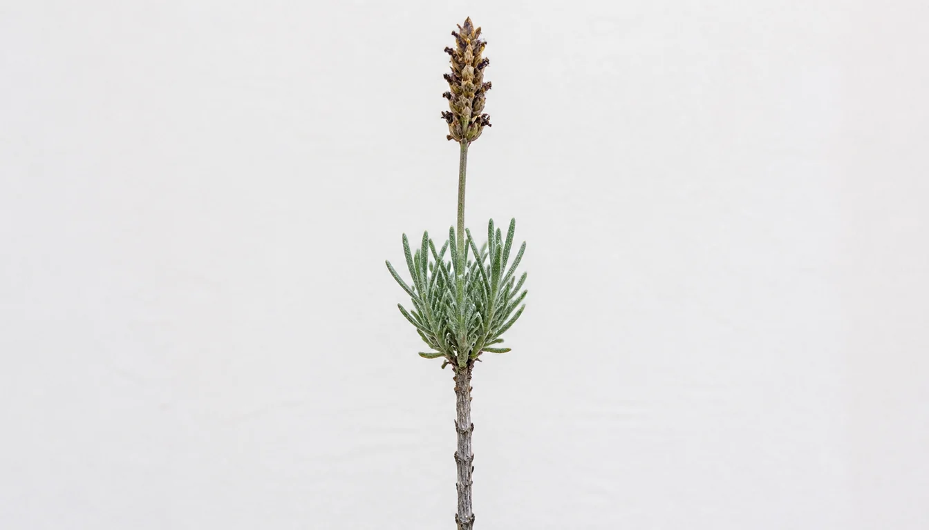 A single lavender stem shown top to bottom with a browned flower spike, a slim green stem, a dense cushion of gray-green leaves, and bare gray leafless wood below where the leaves stop