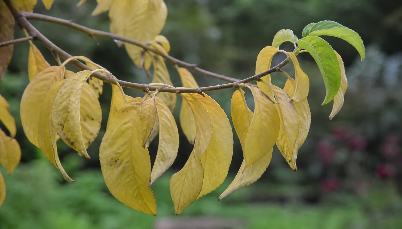 A tree branch carrying yellowed older leaves along its length with a few green leaves still growing at the tip