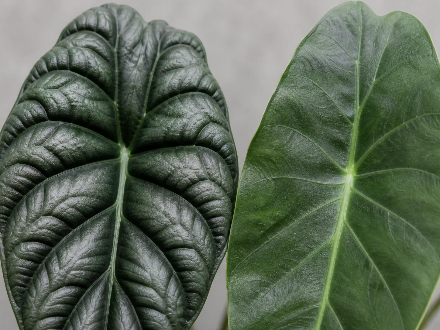 A true Dragon Scale leaf with deep bullate texture beside a smoother, less-textured look-alike alocasia leaf.