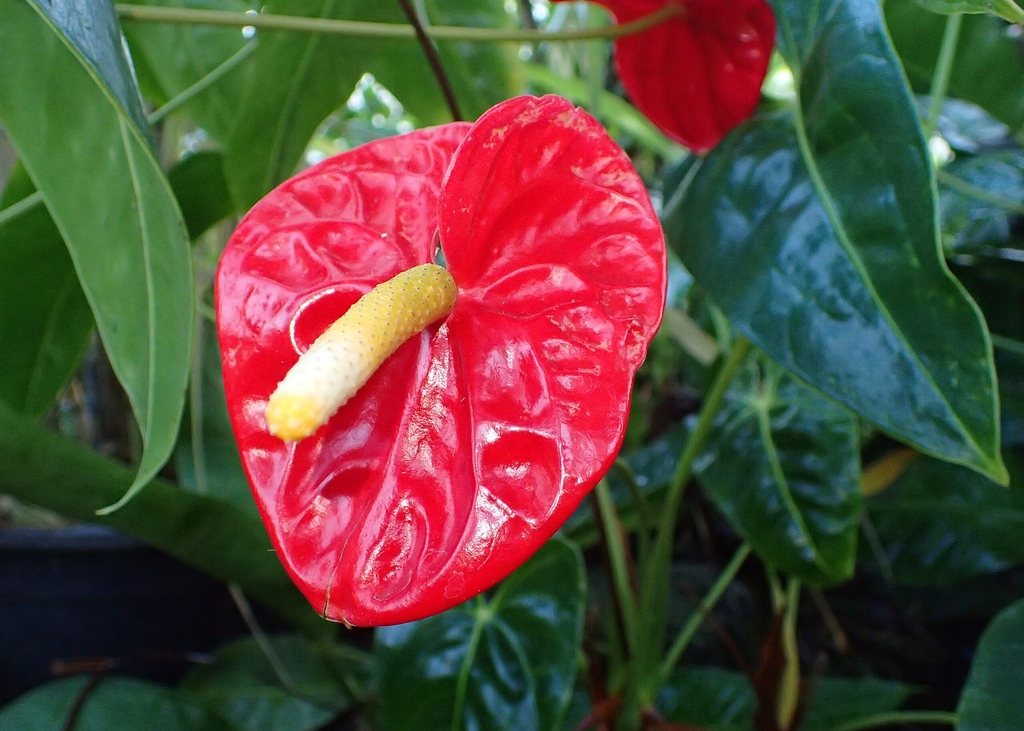 Red heart-shaped Anthurium spathe surrounding an upright cream and yellow spadix covered with tiny flowers