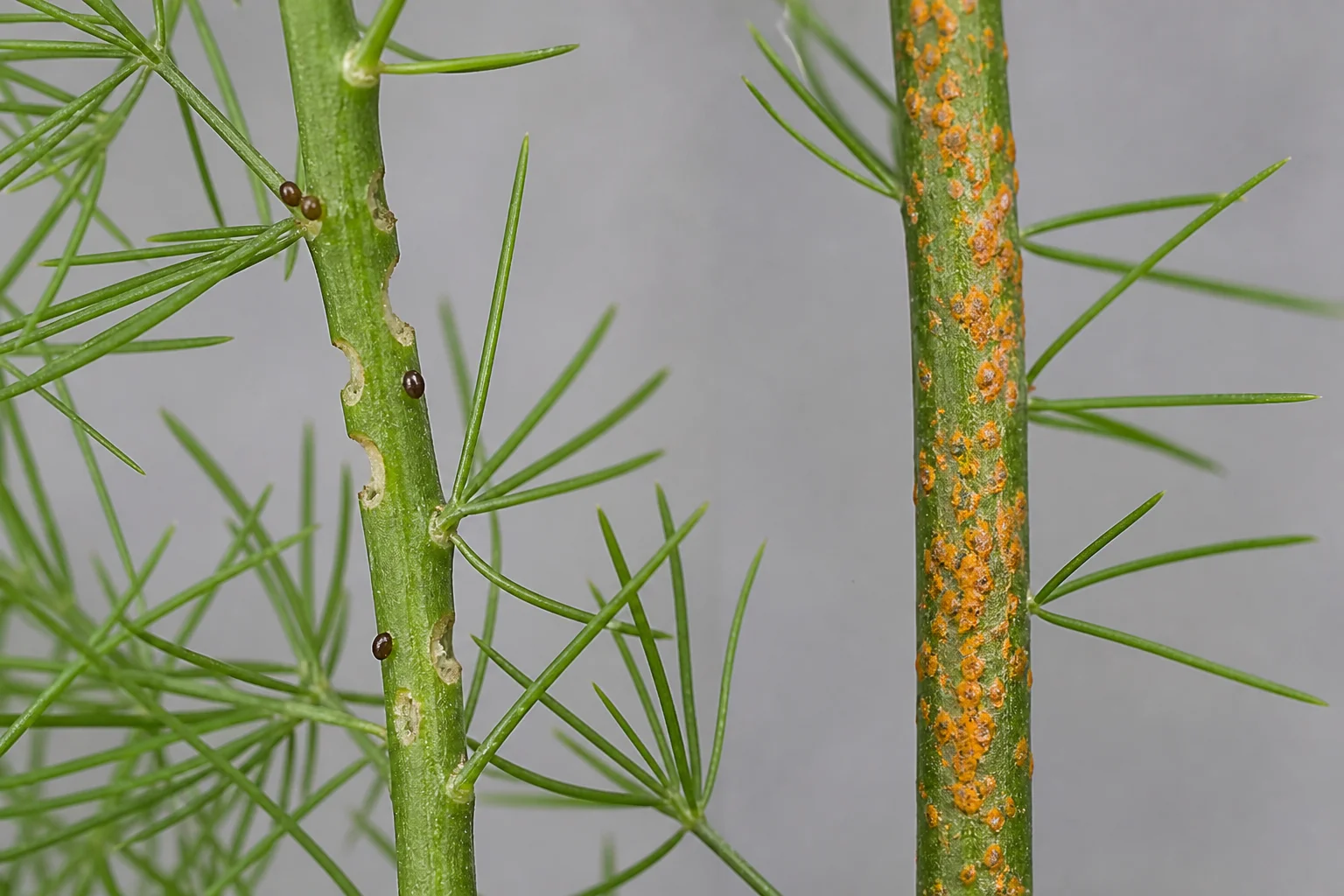 An asparagus fern stem with beetle feeding scars and small dark eggs beside a fern stem with orange-brown rust pustules.