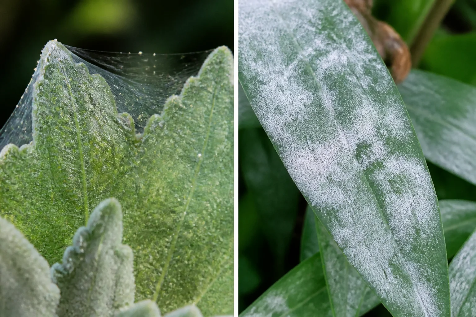 Comparison of fine spider mite webbing and stippling versus powdery white mildew film on aster leaves