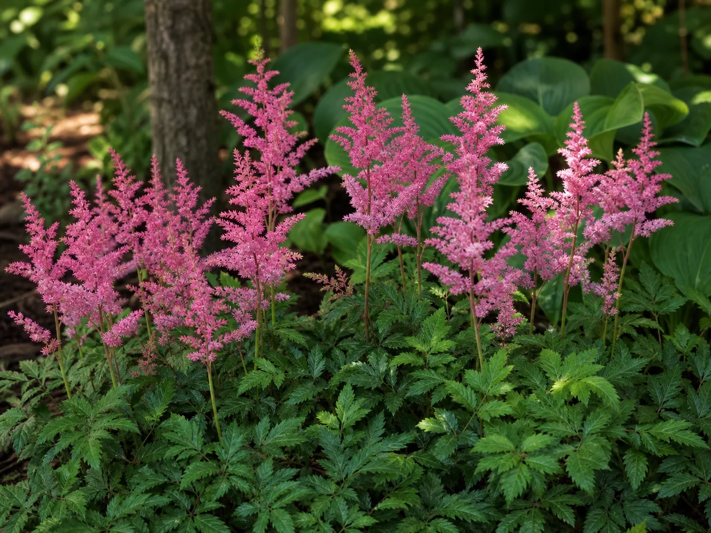 A clump of pink astilbe with upright feathery plumes held well above deeply cut ferny foliage in a shaded woodland border