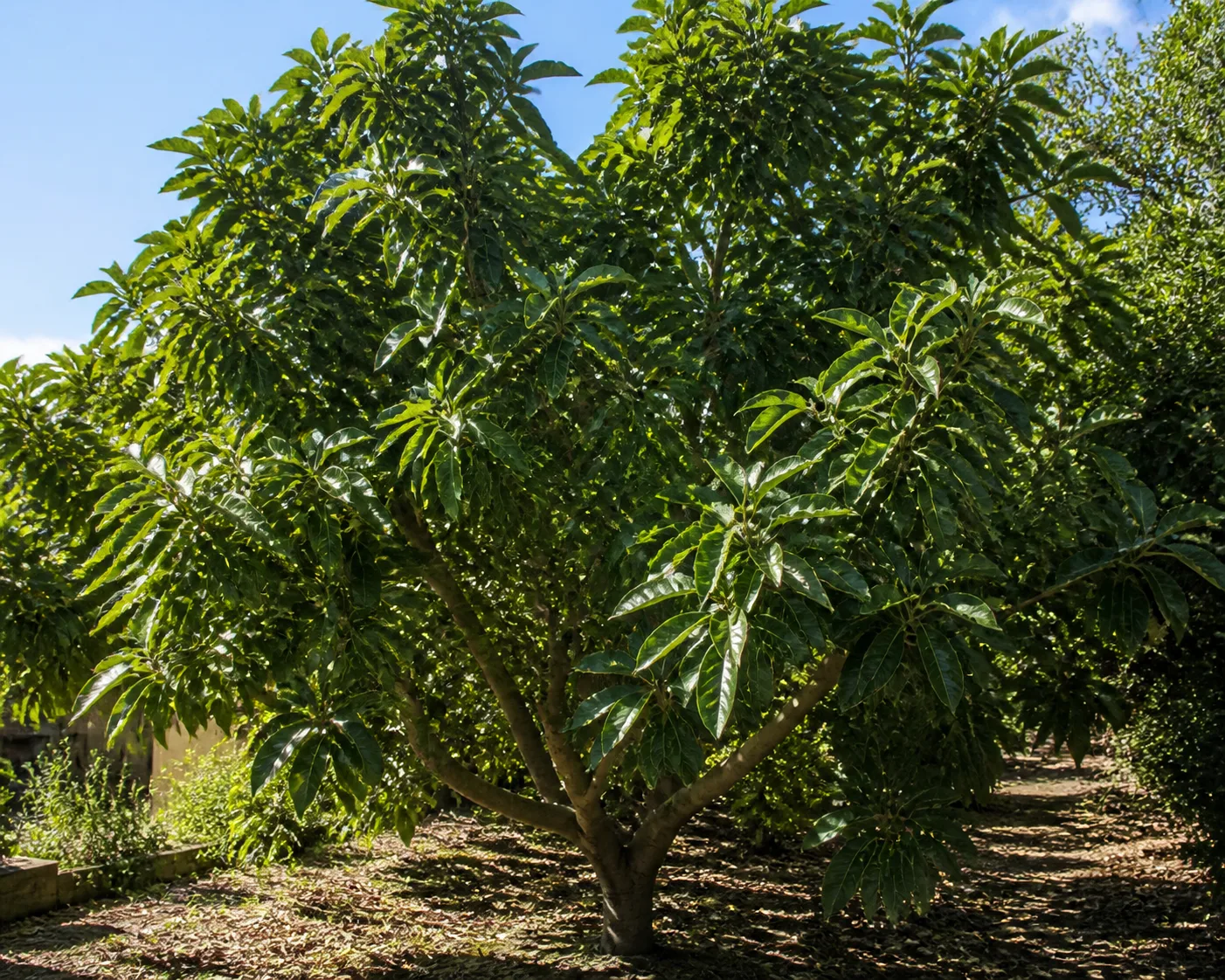 Avocado tree foliage and branching in warm garden light