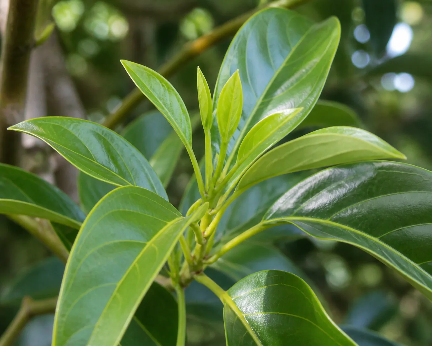 Avocado tree leaves and young growth for patio fruit-tree care