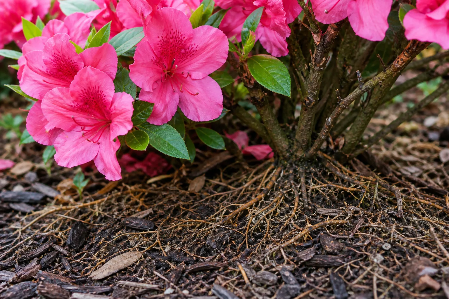 Close view of azalea flower clusters and shallow fibrous roots at the soil line