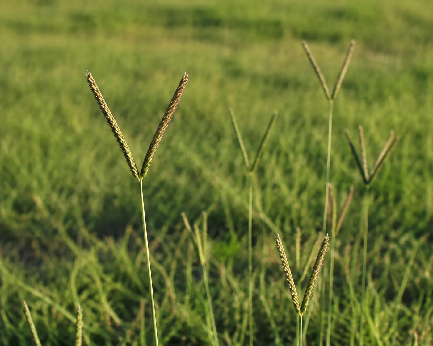Close view of bahia grass seedheads on tall thin stalks above coarse turf, each carrying two slender spikelet branches that form a narrow V