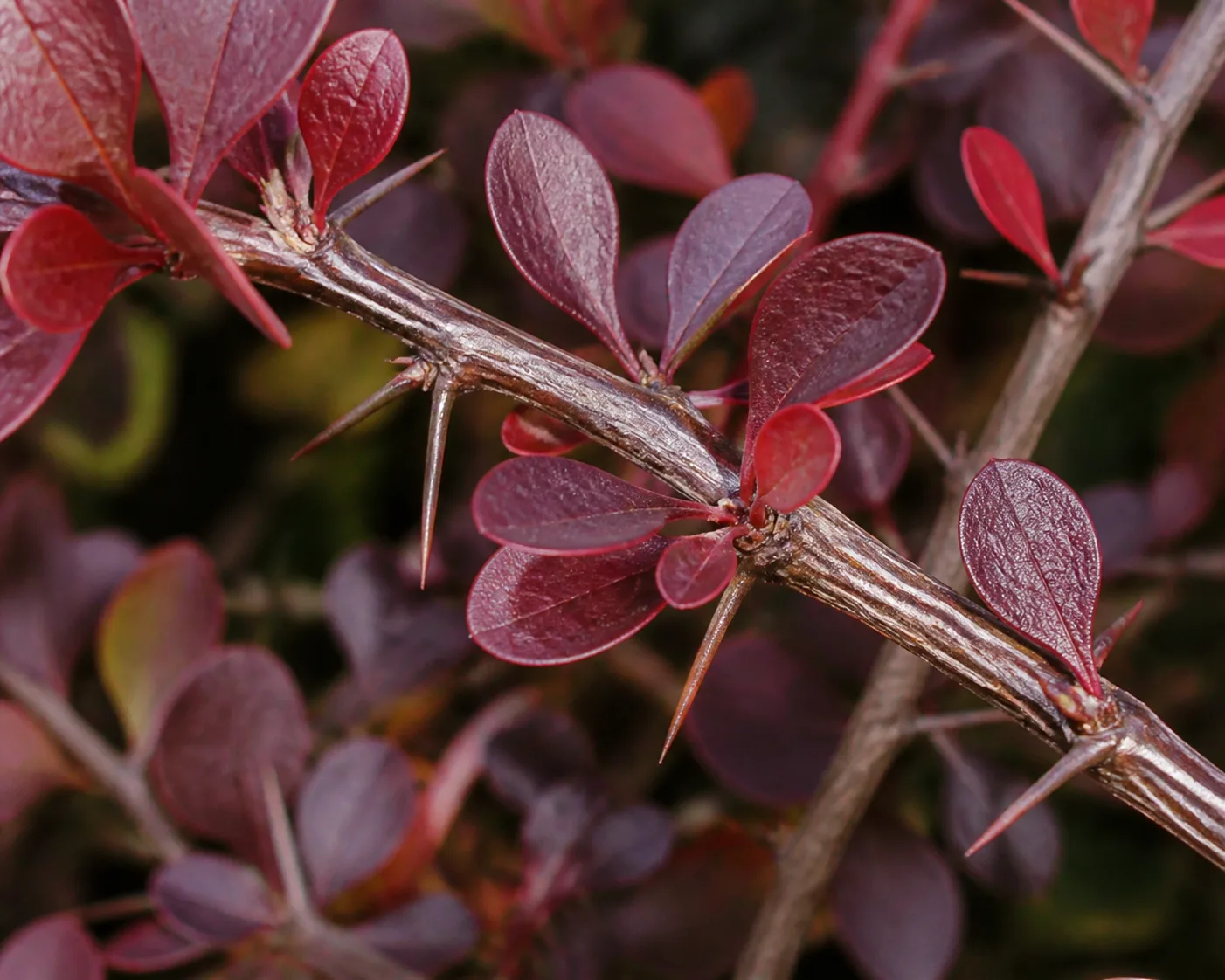 Close view of barberry foliage and sharp thorns on woody stems