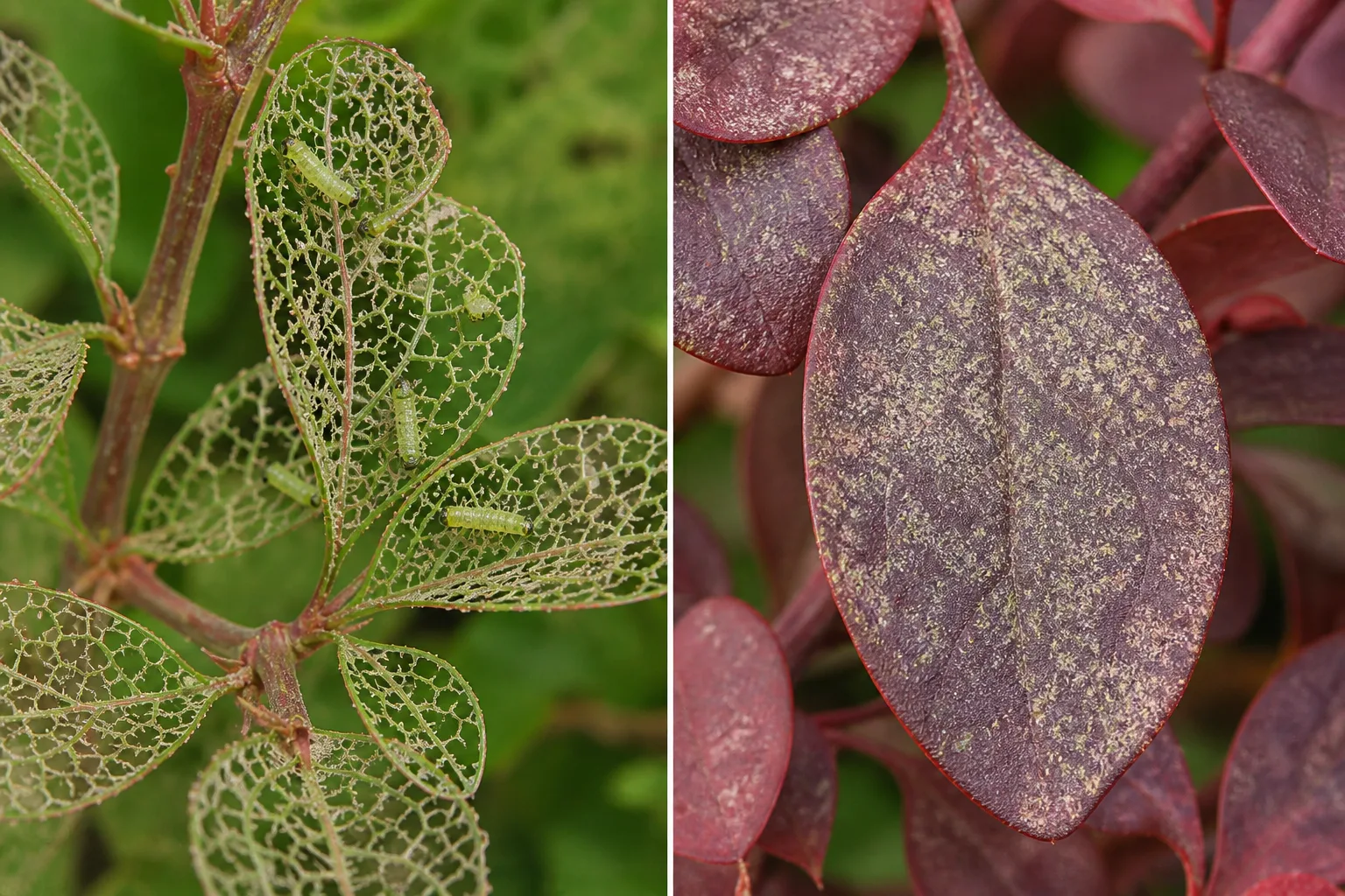 Side-by-side barberry leaf comparison showing sawfly larvae on skeletonized leaves beside a leaf with fine spider mite stippling