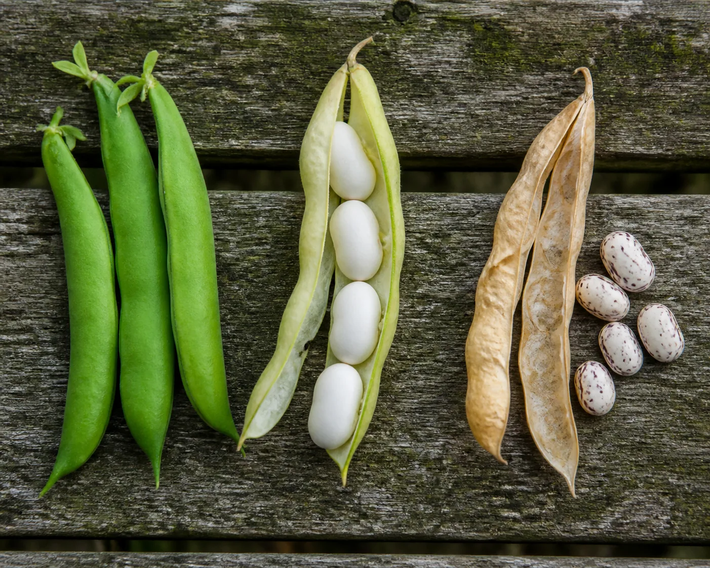 Three harvest stages side by side on a wooden bench, smooth green snap pods, a split shell-stage pod holding full pale seeds, and a dry papery pod beside hard speckled beans