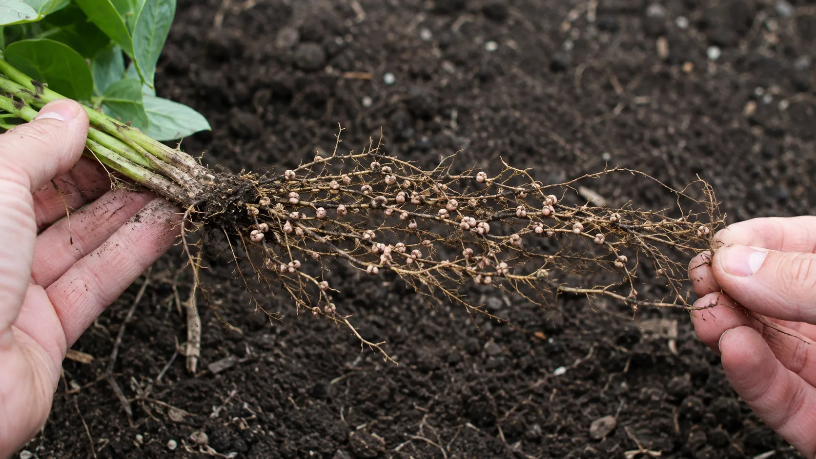 Hands holding an uprooted bean plant over dark soil with small round pinkish-white nitrogen-fixing nodules visible along the fine roots