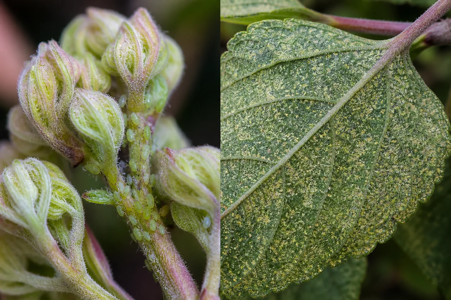 Side-by-side comparison of curled soft shoot tips clustered with aphids on a beautyberry stem and a leaf with fine dusty stippling from spider mites