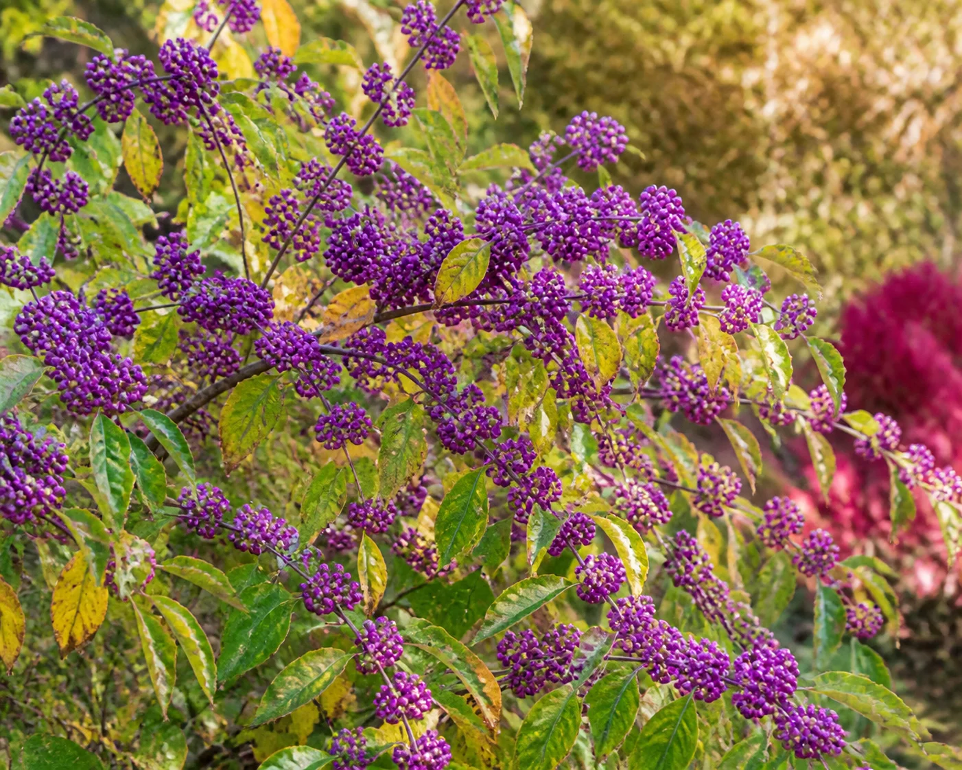 Beautyberry shrub with clusters of bright purple berries along arching stems