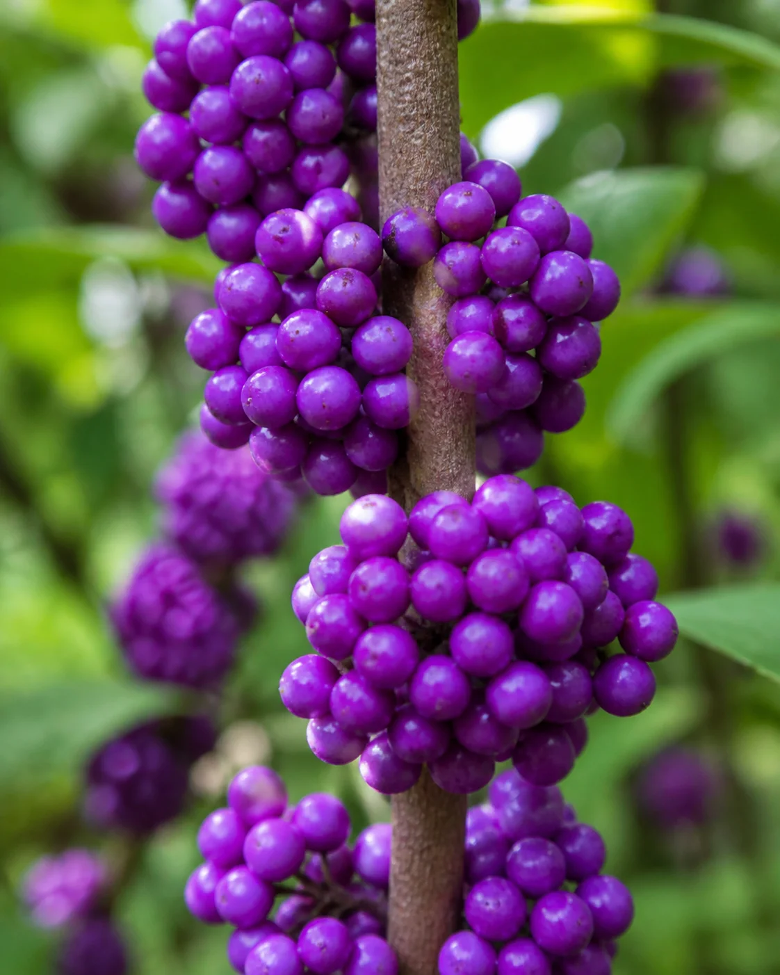 Close view of American beautyberry purple fruit clusters on woody stems
