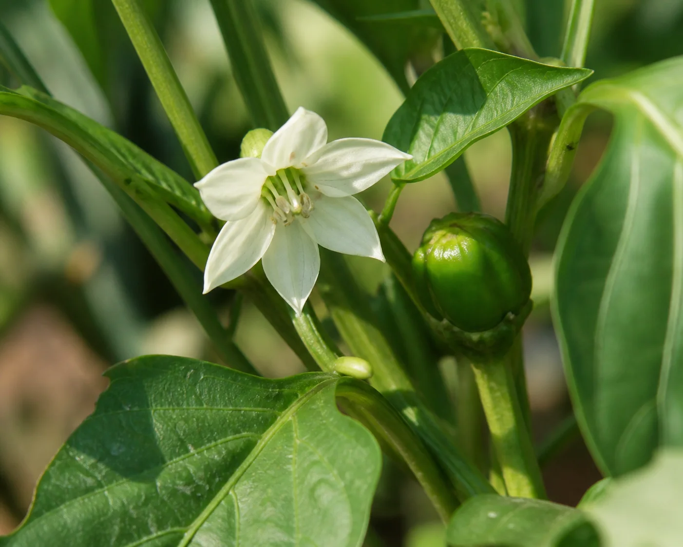 Close view of Bell Pepper flowers and young fruit showing warm-season fruit set