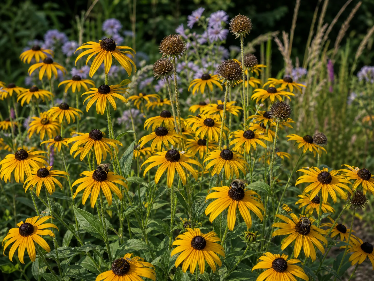 A drift of black-eyed susan in full bloom with golden petals around dark brown cones, bees working the flowers and dried seedheads standing among them
