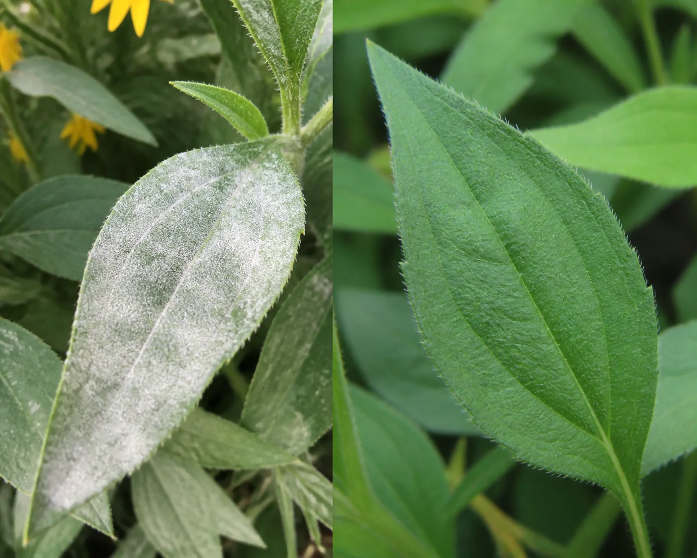 Side-by-side Black Eyed Susan leaf comparison showing a powdery white mildew coating on crowded foliage next to a healthy green leaf with normal texture