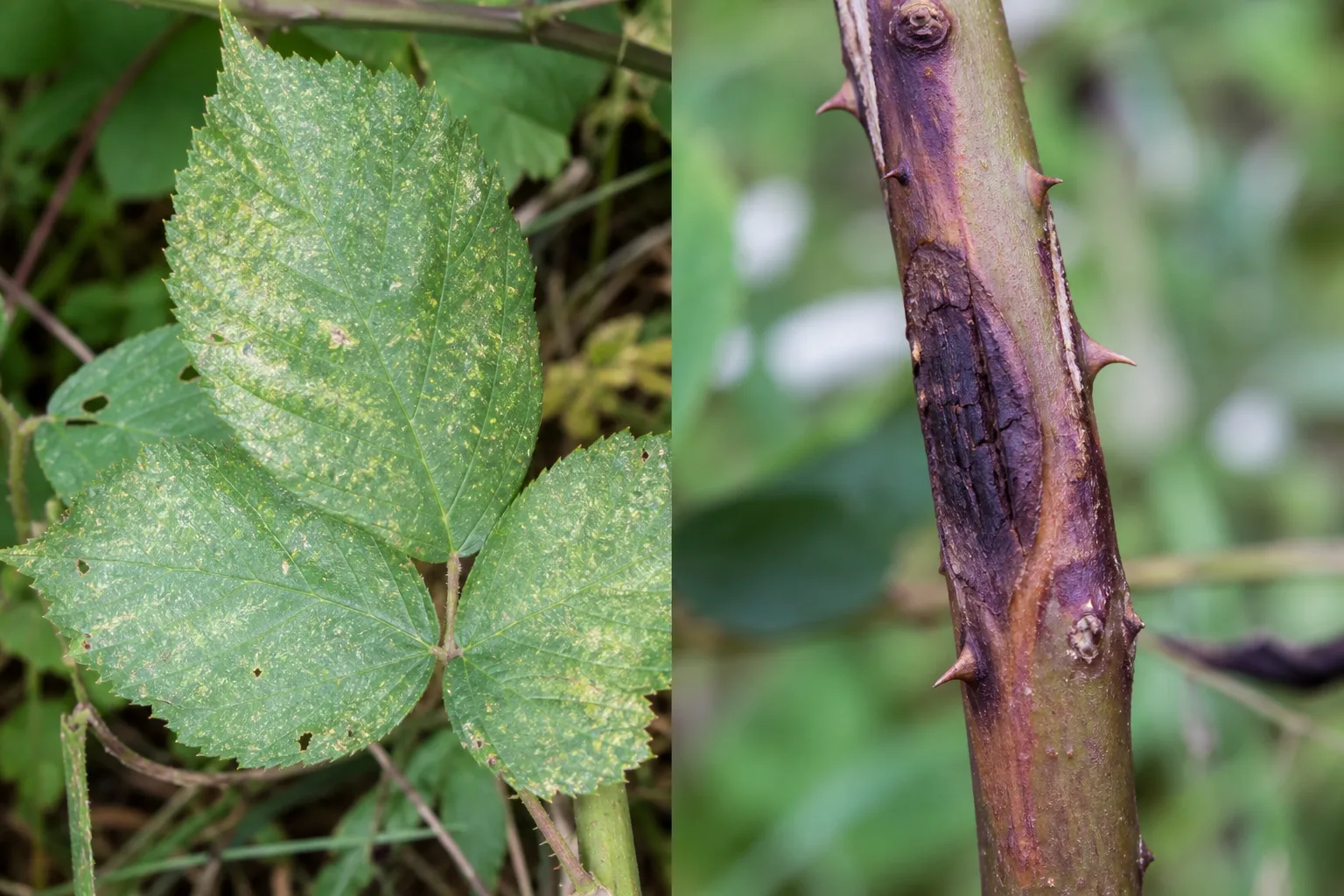 Side-by-side comparison of a blackberry leaf with fine spider mite stippling beside a blackberry cane with a sunken purple-brown cane blight lesion